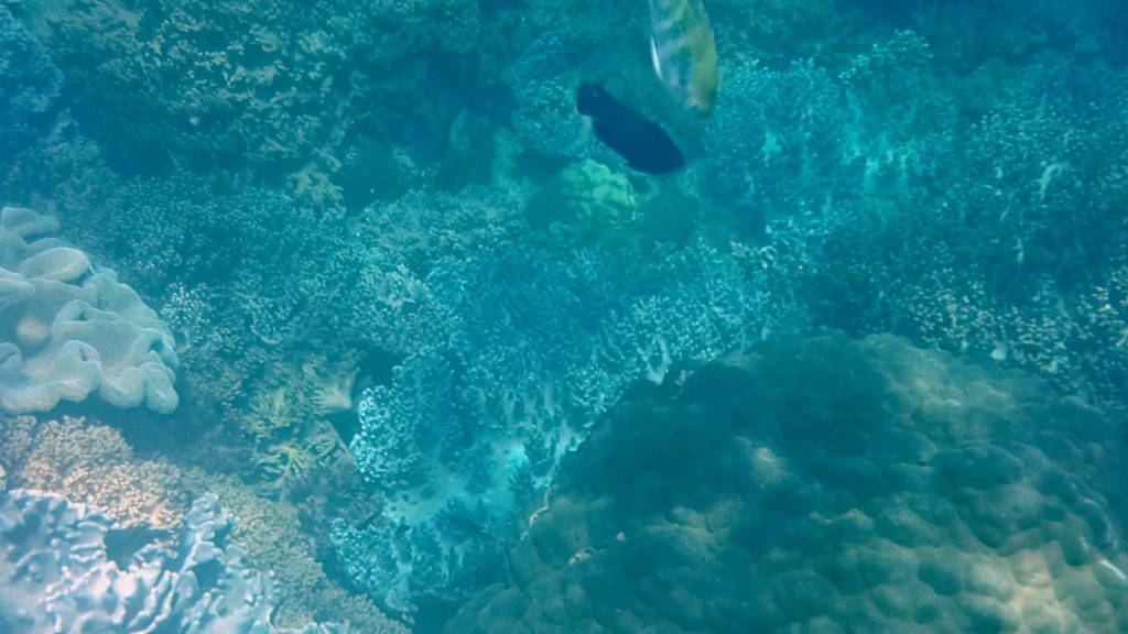 Underwater view at Cham Island by Ingemar Pongratz