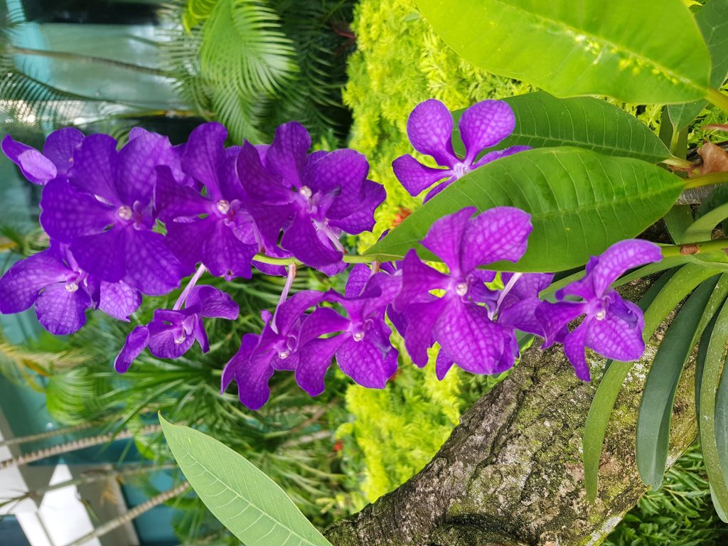 Orchid Garden Singapore av Ingemar Pongratz