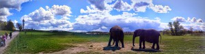 Panorama av Cirkuselefanter av Ingemar Pongratz